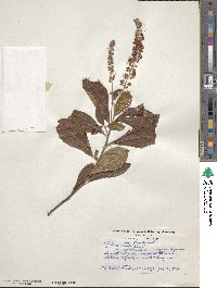 Clethra alnifolia image