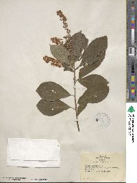 Clethra alnifolia image