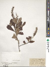 Clethra alnifolia image