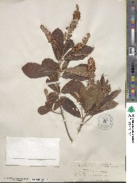 Clethra alnifolia image