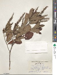 Clethra alnifolia image