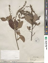 Clethra alnifolia image