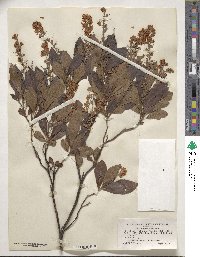 Clethra alnifolia image