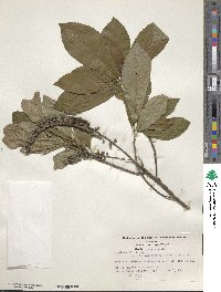 Clethra alnifolia image