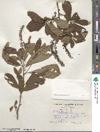 Clethra alnifolia image