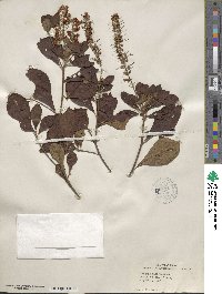 Clethra alnifolia image