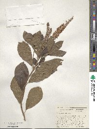 Clethra alnifolia image