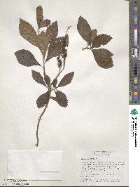 Clethra alnifolia image