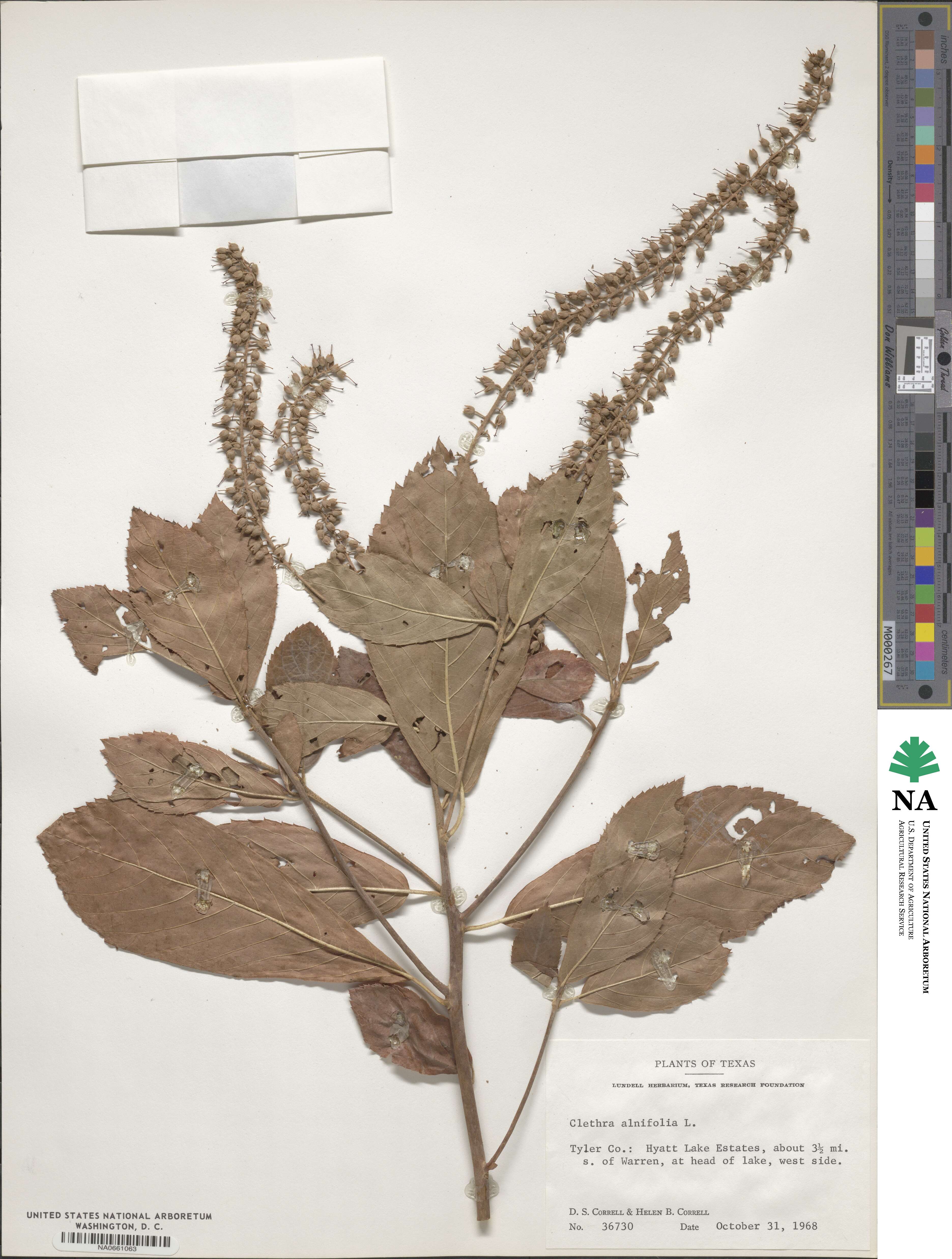 Clethra alnifolia image