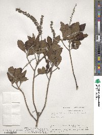 Clethra alnifolia image