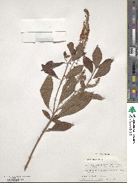 Clethra alnifolia image