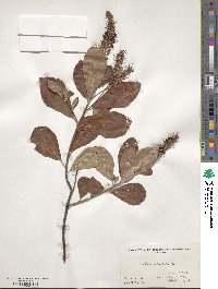 Clethra alnifolia image