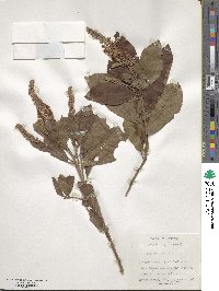 Clethra alnifolia image