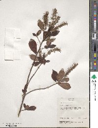 Clethra alnifolia image