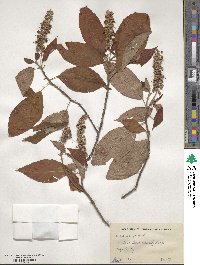 Clethra alnifolia image