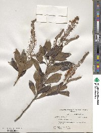 Clethra alnifolia image