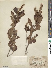 Clethra alnifolia image