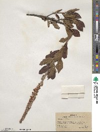 Clethra alnifolia image