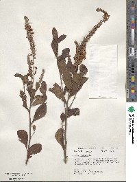 Clethra alnifolia image