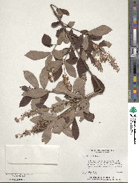 Clethra alnifolia image