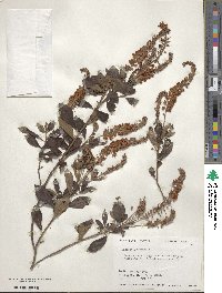 Clethra alnifolia image