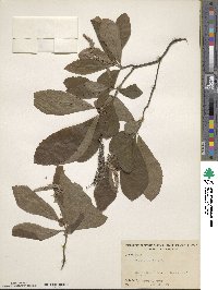 Clethra alnifolia image