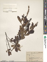 Clethra alnifolia image