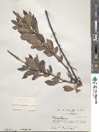 Clethra alnifolia image