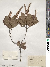 Clethra alnifolia image