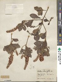 Clethra alnifolia image