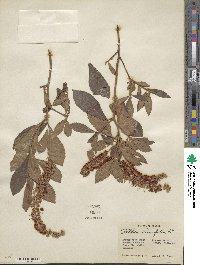 Clethra alnifolia image