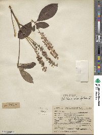 Clethra alnifolia image