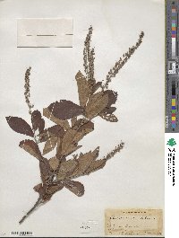 Clethra alnifolia image