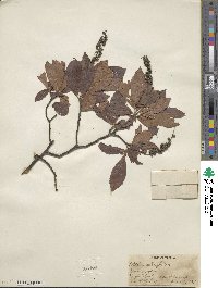 Clethra alnifolia image