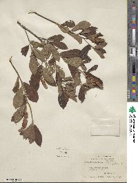 Clethra alnifolia image