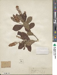 Clethra alnifolia image