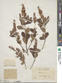 Clethra alnifolia image