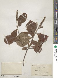 Clethra alnifolia image