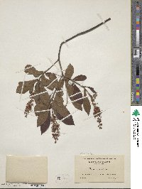 Clethra alnifolia image