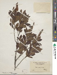 Clethra alnifolia image