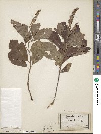 Clethra alnifolia image