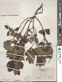 Clethra alnifolia image