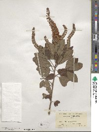 Clethra alnifolia image