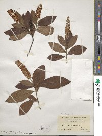 Clethra alnifolia image