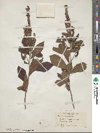 Clethra alnifolia image