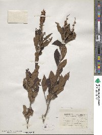 Clethra alnifolia image