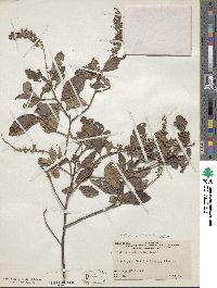 Clethra alnifolia image