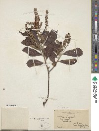 Clethra alnifolia image