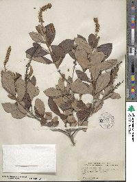 Clethra tomentosa image