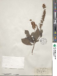 Clethra tomentosa image